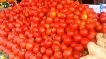 أسعار الخضراوات في أسواق الأقصر الإثنين: الطماطم 5 جنيهات والبطاطس 7